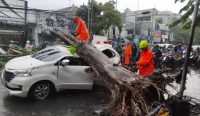 Proses Evakuasi pohon yang tumbang menimpa mobil di Jalan Mojopahit, oleh BPBD Sidoarjo